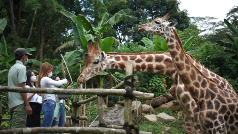 Taman Safari Bogor